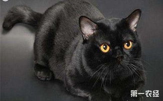 孟买猫都是黑猫吗 孟买猫和黑猫的区别