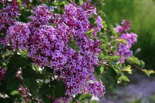 紫色丁香花花语是什么,紫色丁香花的花语是什么意思