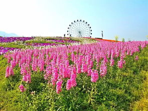 铜梁奇彩梦园 一个鲜花盛开的美丽村庄