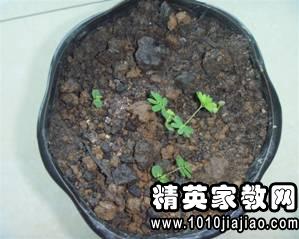 绿豆种植方法日记,准备土壤