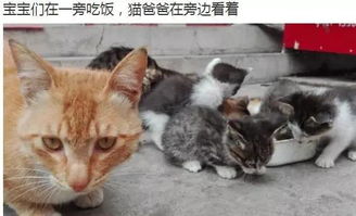 网友家里的母猫刚生了小宝宝,猫爸爸闻讯赶来看了看之后... 