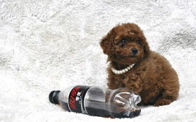 宁波出售纯种 幼犬那里有卖泰迪狗狗多少钱 