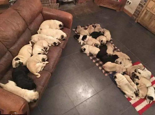 家里养30只巴哥犬是怎样一种体验