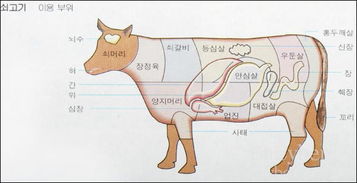 牛体各部位名称图解 搜狗图片搜索