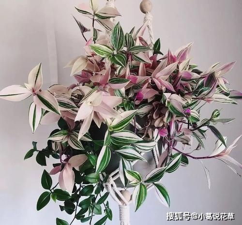 老花农都喜欢的4种花,好养又好看,是阳台盆栽佳品