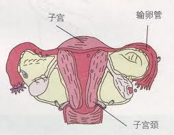 子宫全切除快一个月了，只要用力大便就偶尔流点血，正常吗(做完子宫切除手术一个月了大便还是黑色的)