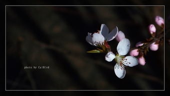 湛蓝花语系列：绽放独特魅力的秘密之花