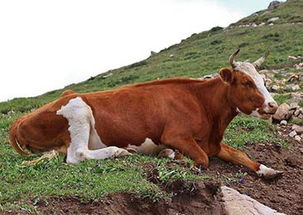 1973牛命晚年很苦 73年属牛最难熬的年龄