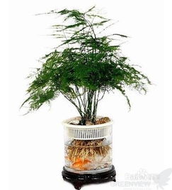 文竹的作用怎么写,文竹是一种高雅的植物，具有许多作用和用途