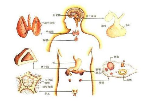 胸腺化学本质(胸腺的主要组成物质是蛋白质吗)