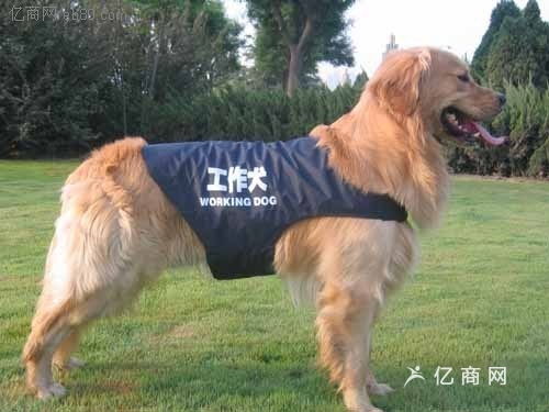工作犬繁殖基地工作犬训练机构昆明杨氏犬业有限公 