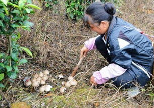 农村一大婶独自上山,在山上见到此植物,采挖回家才知城里卖高价