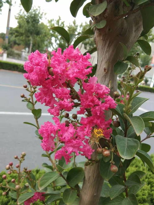 农村庭院和大门两侧,都爱种植一些紫薇树,紫薇树有哪些美好寓意