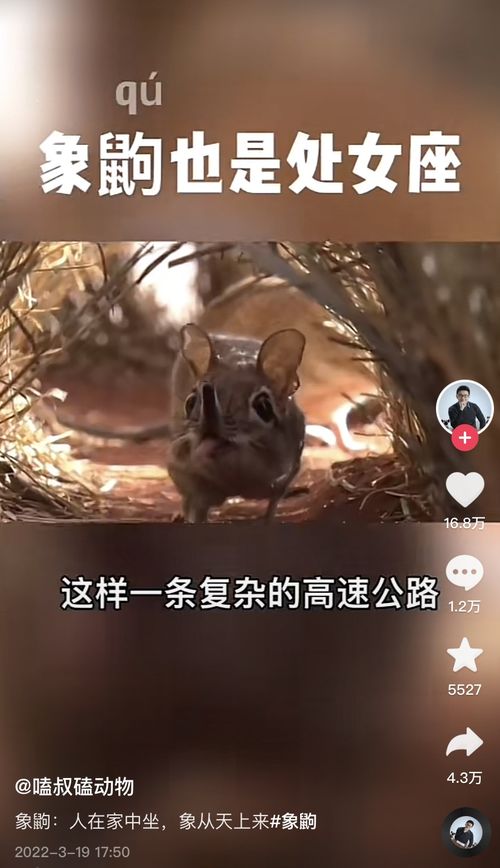 造句狸力（狸是几声？）