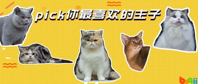 被世界级评委称赞的这些猫咪,你最喜欢哪一只 文末福利