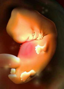 原创孕期胎儿十月发育过程，亲眼见证宝宝长大，简直太神奇了！