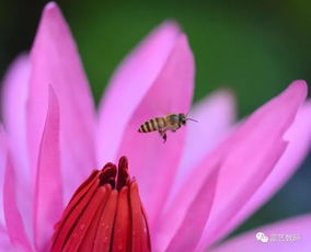 中秋节快乐 送上好花摄影作品