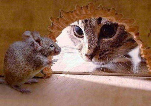 如何判断猫咪能否抓老鼠