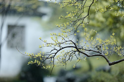 节气说丨兼具节气和节日两种身份 今日清明 风拂细柳,思念永恒