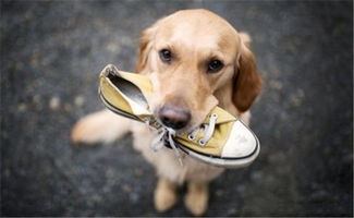 狗狗为啥喜欢跟主人的鞋子 玩 原因有5个,有 味道 在内