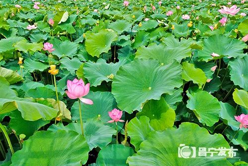 保山勐统 夏雨清风起 听荷绿正浓