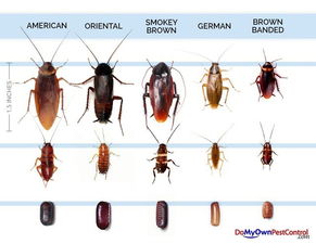 pest control tulsa ok,Pest Control Tulsa OK: A Comprehensive Guide to Keeping Your Home Bug-Free