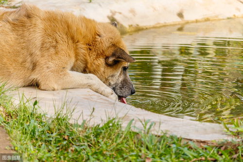 分析老狗的口臭原因,以及4个可以预防的方法