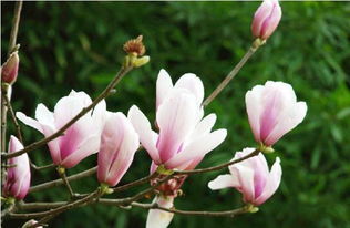 盆栽玉兰花的养护方法,盆栽玉兰花的养护秘籍：花开满园的秘密大公开！