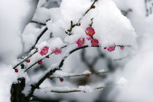 赞美梅花傲雪凌霜的优美句子