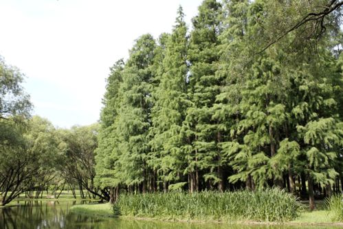 池杉有膝状呼吸根吗,呼吸根是一种特殊的根部结构，主要出现在沼泽地带或低湿地生长的植物中