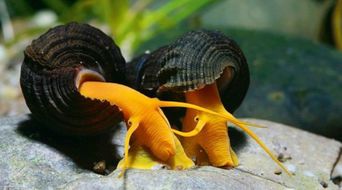 黄金螺产卵怎么处理要多长时间才出小螺？