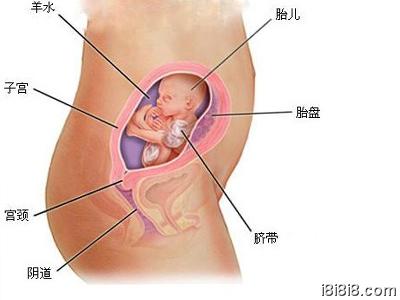 怀孕3个月胎儿大小，怀孕三个月胎儿大小