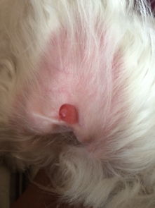 大家帮我看看,狗狗耳朵里长了红红的小肉瘤怎么回事 