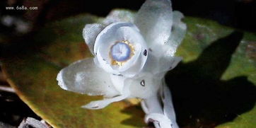 水晶兰图片花语,死亡之花水晶兰花语是什么，水晶兰为何叫死亡之花，全