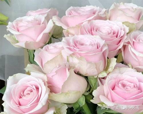 粉色雪山玫瑰花语,粉玫瑰花语是什么？