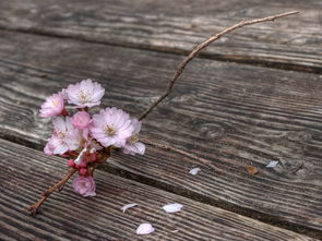 菊，隐逸之花的文化意蕴与人生哲理，菊残犹有傲霜枝的菊残是什么意思