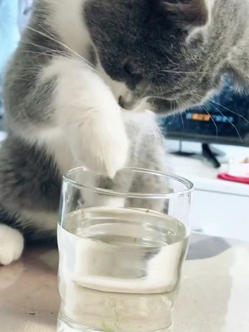猫咪给水加点调味料,期待铲屎官喝下去 