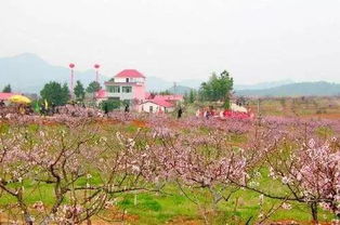 票友福利 油菜花,桃花遍地开,跟着票姐在花海里起舞吧 