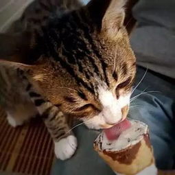 猫咪可以吃冰激凌吗 