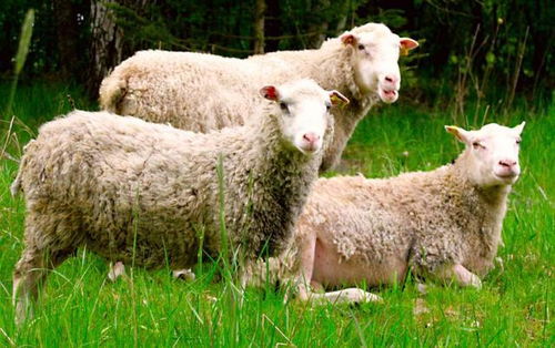让羊毛出在一只羊身上(羊毛出在羊身上,羊也很高兴)