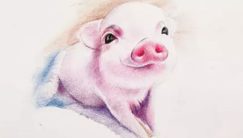 会议中心 畜牧业猪业生猪研讨会 养猪论坛会议 中国生猪预警网 
