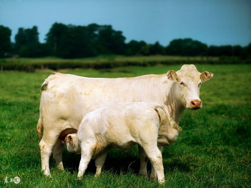 以牛体现人物性格特点,喜欢牛的人是什么性格