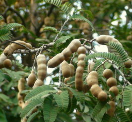 酸角树有毒吗可以放在室内养吗,酸豆树适不适合室内种养？