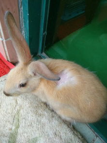 兔子背上掉了一块毛,掉毛的部位皮肤很正常,是在脱毛吗 