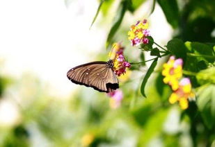 关于春天蝴蝶的诗句