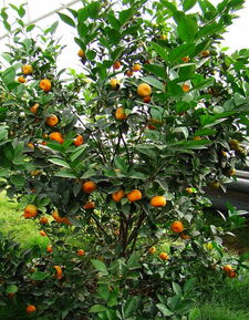 橘子树苗种植方法,庭院桔子树种植方法？