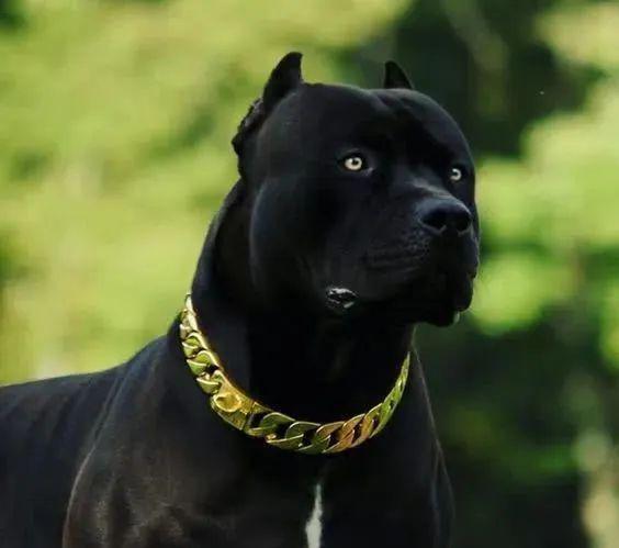 新型猛犬问世,融入黑豹基因,将取代罗威纳犬,成为顶级防暴犬