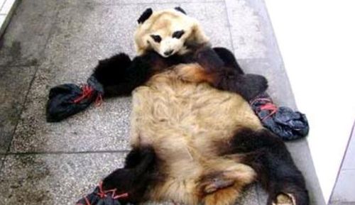 大熊猫屠杀史 喜欢的背后却是一场杀戮