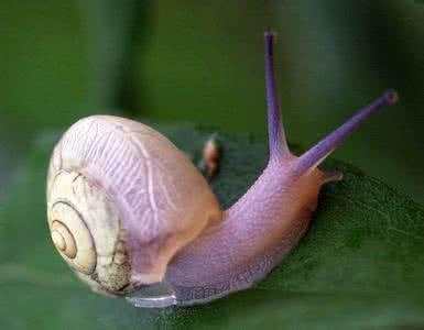 蜗牛吃什么,蜗牛最爱吃什么?,蜗牛最爱吃什么食物