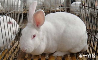 獭兔养殖怎么管理 不同生长期獭兔的饲养管理要点
